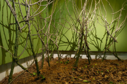 Installation artistique végétale de Romain Froquet – Pavillon Carré de Baudoin